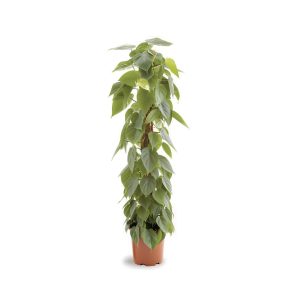 Philodendron Scandens