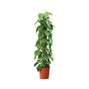 Philodendron Scandens