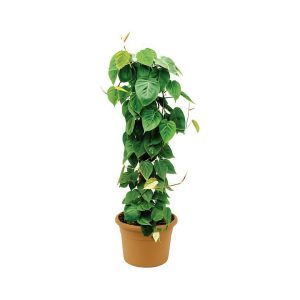 Philodendron Scandens