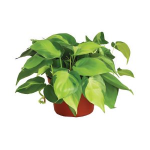 Philodendron Scandens Brasil