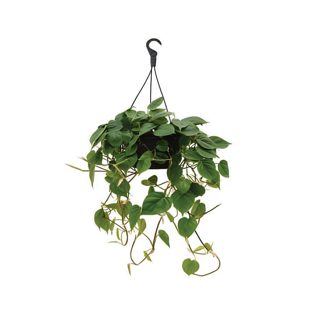 Philodendron Scandens Hanging