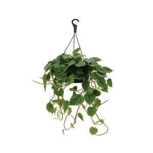 Philodendron Scandens Hanging