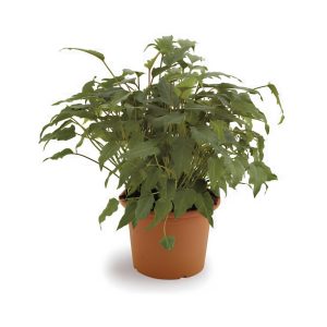 Philodendron Xanadu
