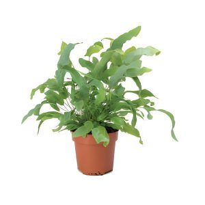 Phlebodium Aureum ‘Blue Star’
