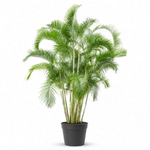 Dypsis Lutescens (Areca)