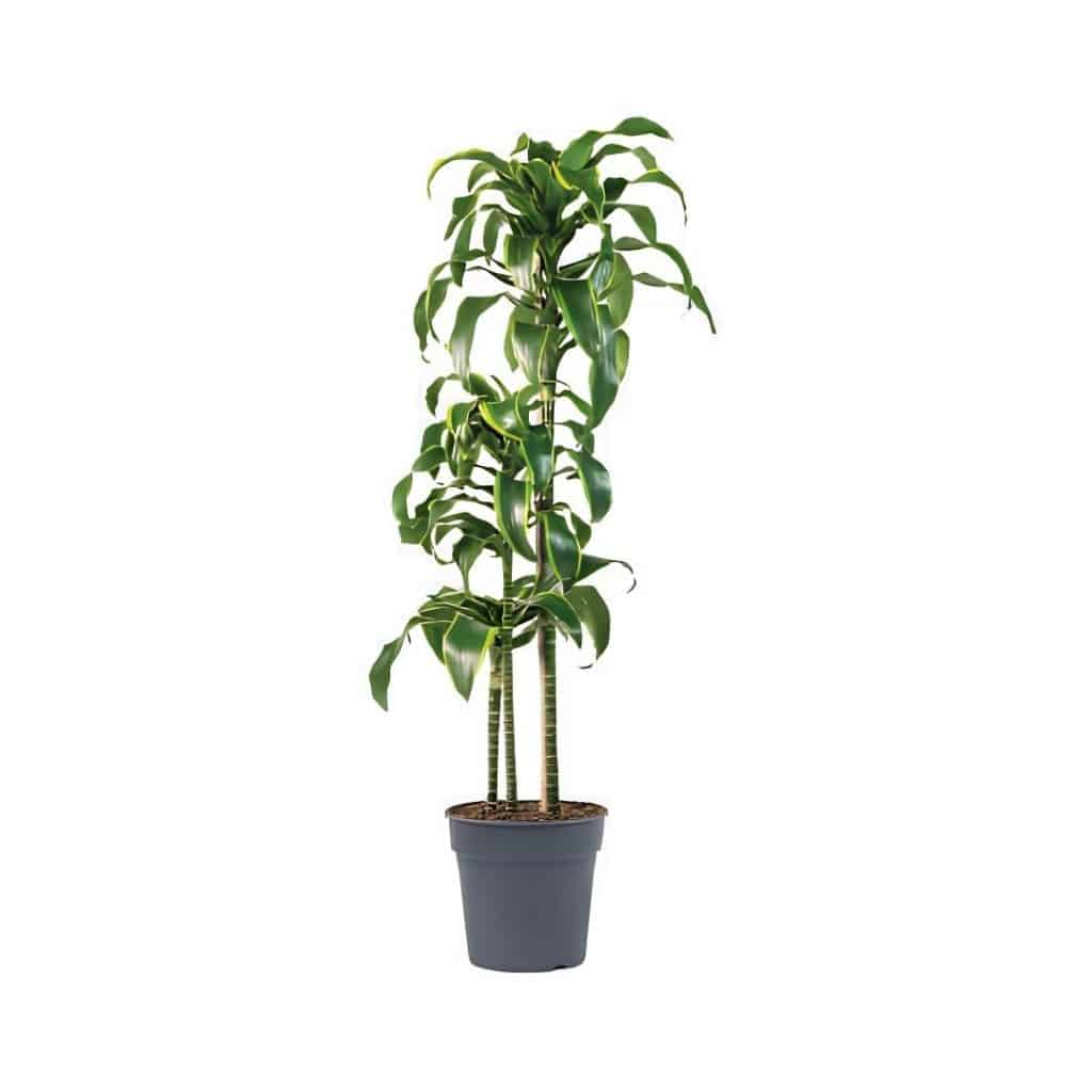 Dracaena Deremensis ‘Art’ (3ppp)