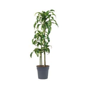 Dracaena Deremensis ‘Art’ (3ppp)