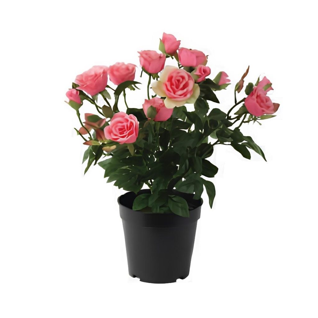 Rosa Patio Mixed