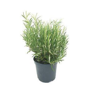 Rosmarinus Officinalis