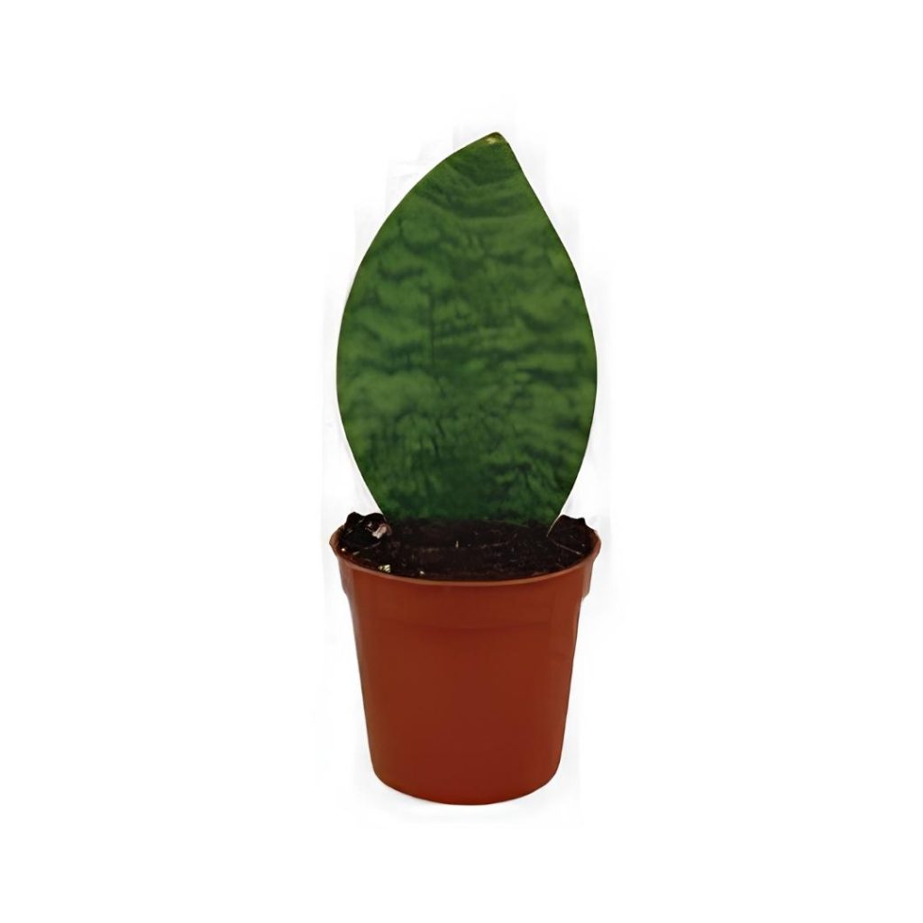 Sansevieria Masoniana