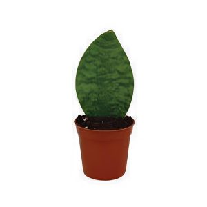 Sansevieria Masoniana