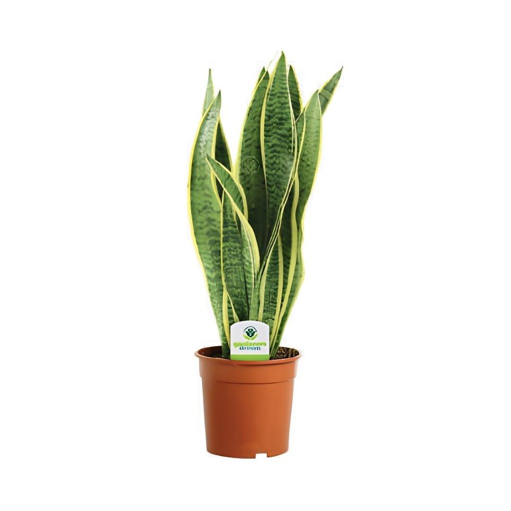 Sansevieria Trifasciata ‘Laurentii’