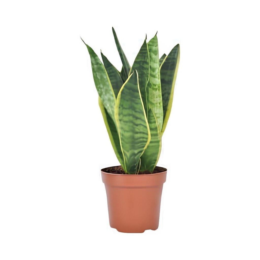 Sansevieria Trifasciata ‘Laurentii’