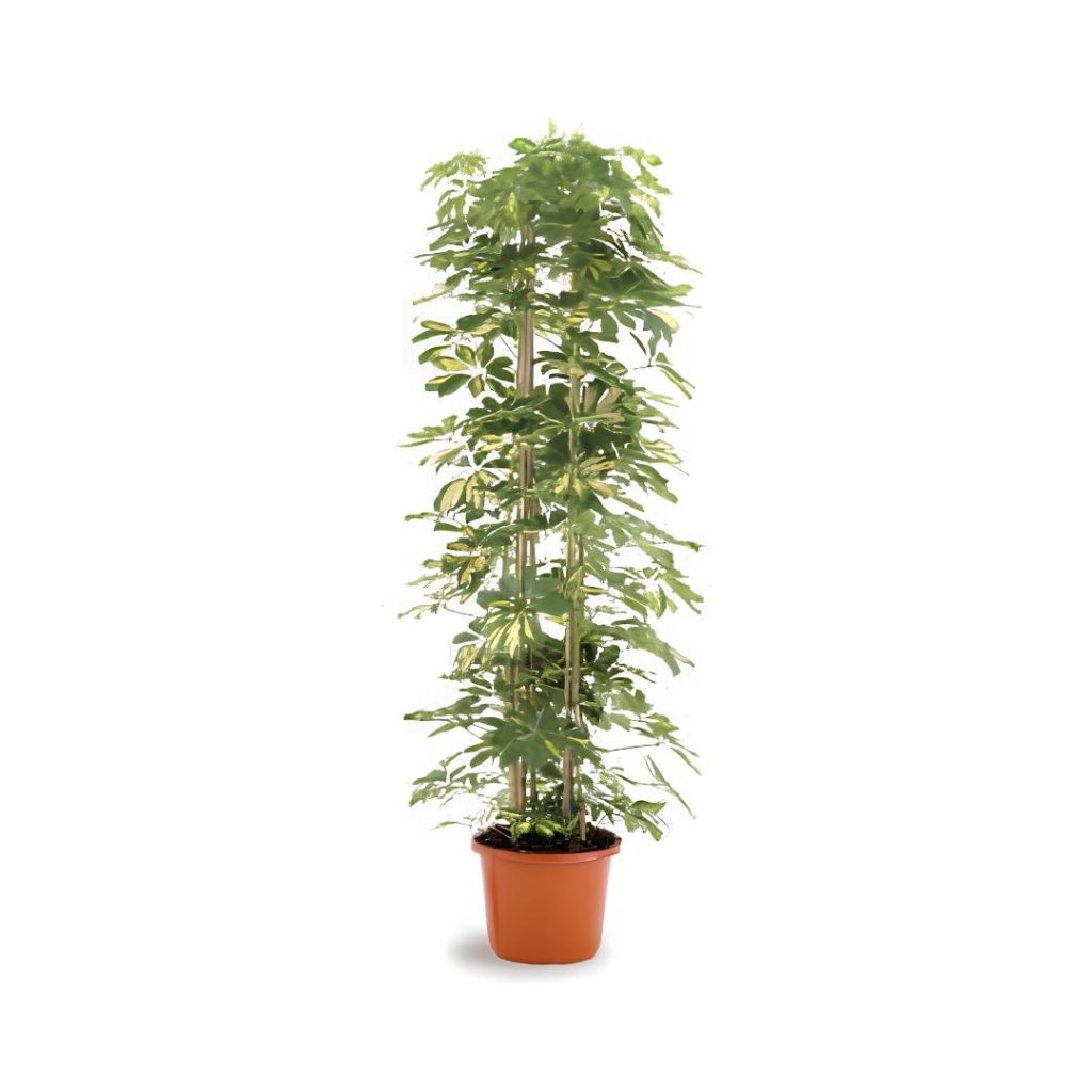 Schefflera Arboricola Gold Capella