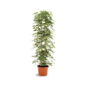 Schefflera Arboricola Gold Capella