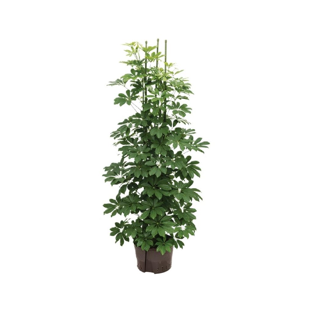 Schefflera Arboricola Compacta