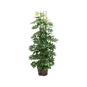 Schefflera Arboricola Compacta