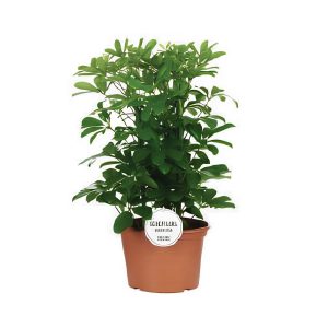 Schefflera Arboricola Nora