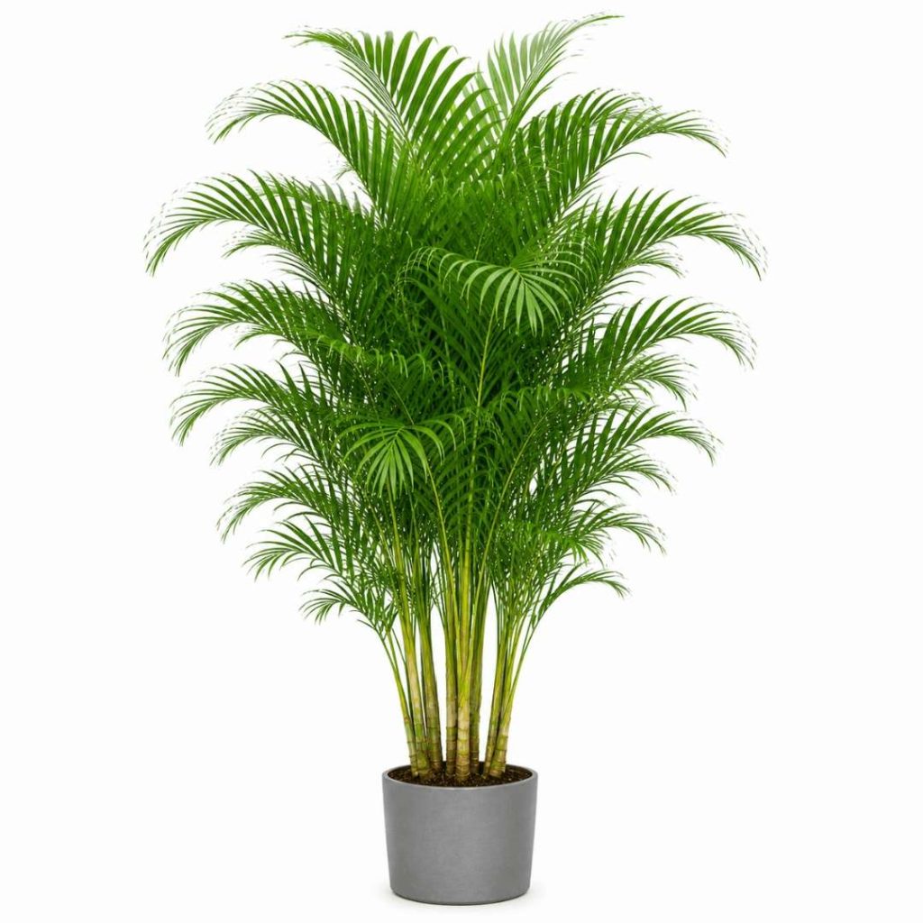 Dypsis Lutescens (Areca)