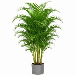Dypsis Lutescens (Areca)