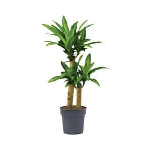 Dracaena Massangeana (2ppp)