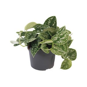 Scindapsus Pictus ‘Argyraeus’