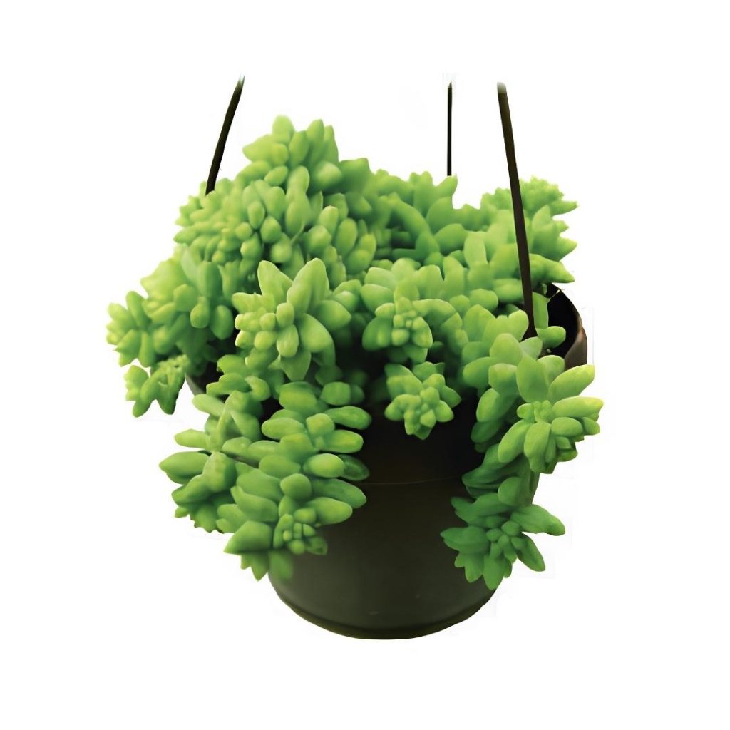 Sedum Burrito Donkey tail