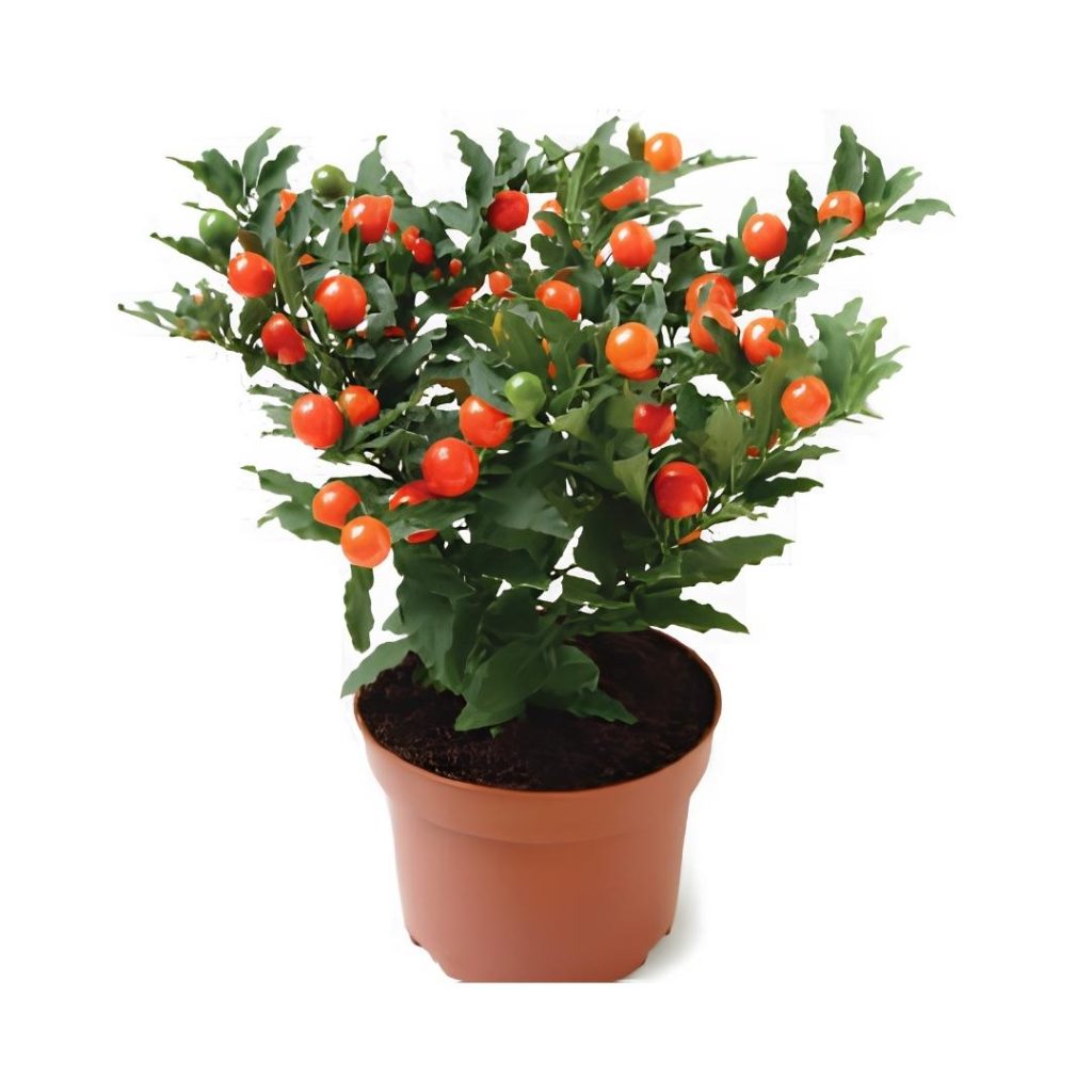 Solanum Pseudocapsicum