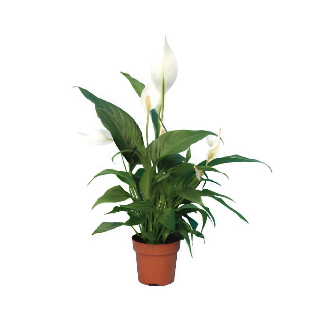 Spathiphyllum ‘Pronto Cupido’