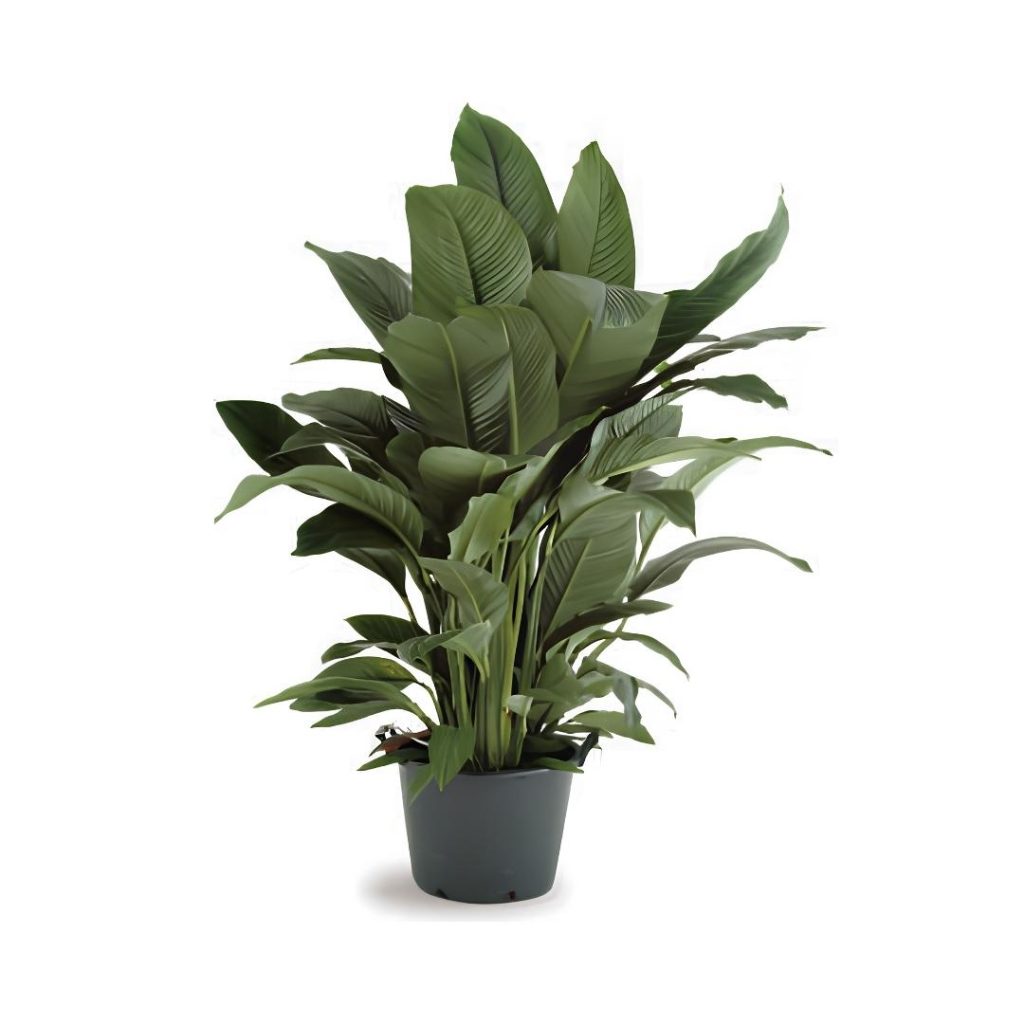 Spathiphyllum Sensation
