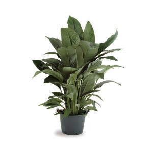Spathiphyllum Sensation