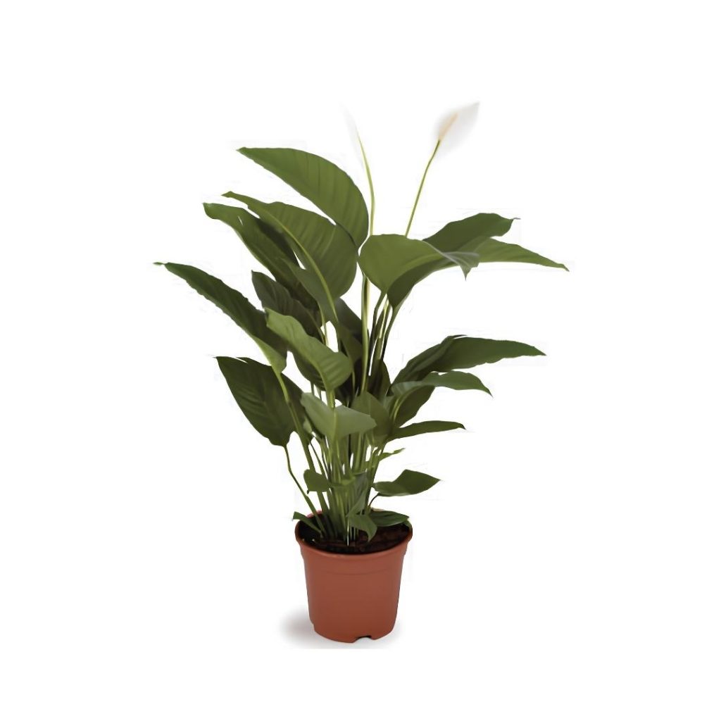 Spathiphyllum ‘Sweet Lauretta’