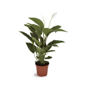 Spathiphyllum ‘Sweet Lauretta’
