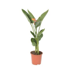 Strelitzia Reginae