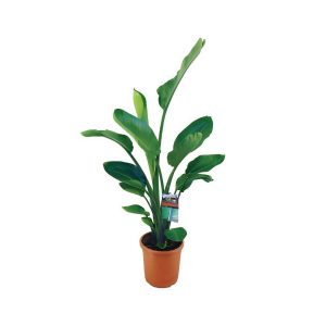 Strelitzia Nicolai