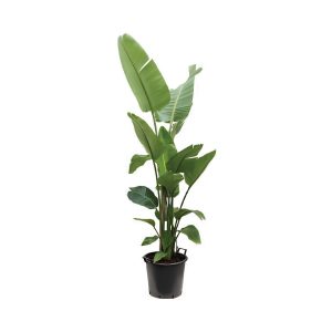 Strelitzia Nicolai