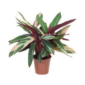 Stromanthe Sanguinea’triostar’