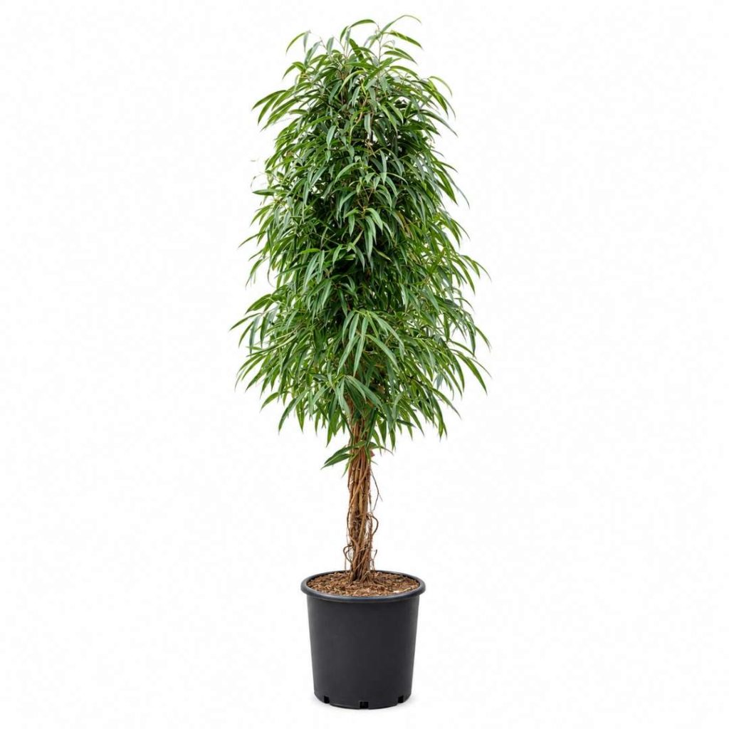 Ficus Alii Gedraaide Stam