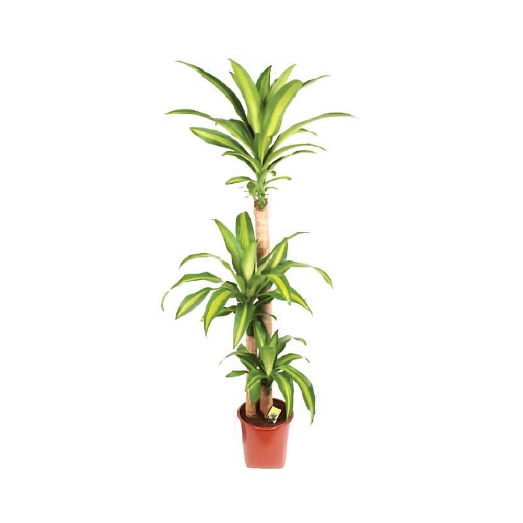 Dracaena Massangeana (3ppp)