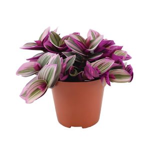 Tradescantia Albiflora Nanouk