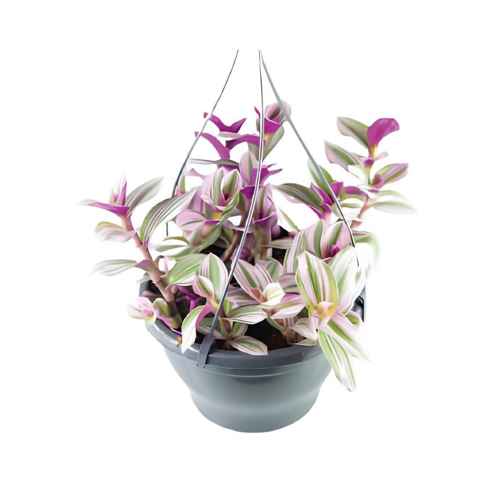 Tradescantia Albiflora Nanouk Hanging