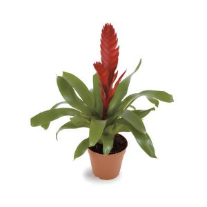 Vriesea Mixed