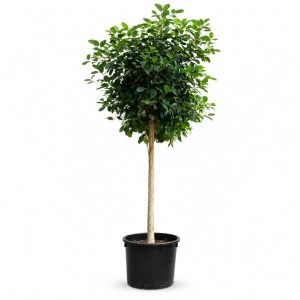 Ficus Australis