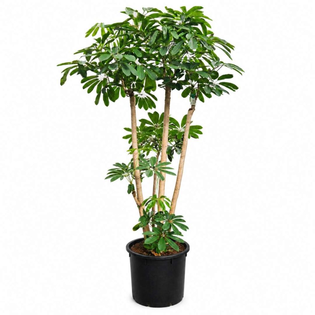 Schefflera Actinophylla ‘Amate’