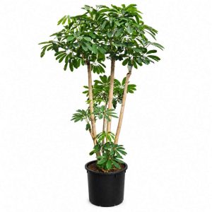 Schefflera Actinophylla ‘Amate’