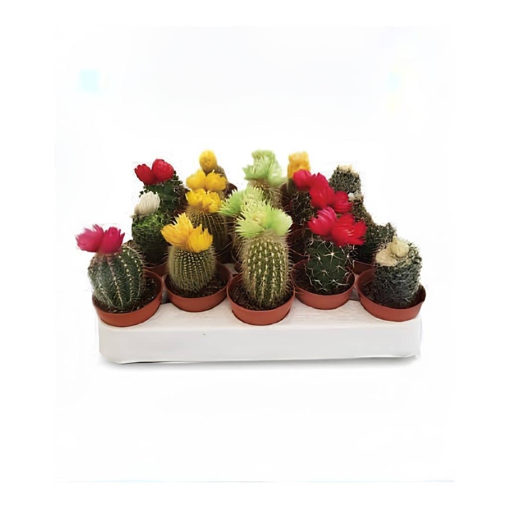 Cactus Dry Flower