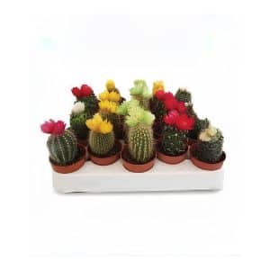 Cactus Dry Flower