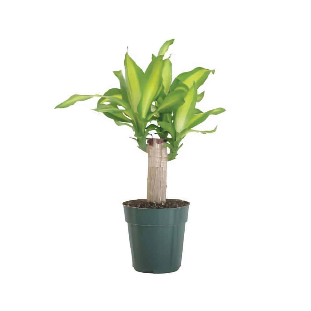 Dracaena Massangeana (1ppp)