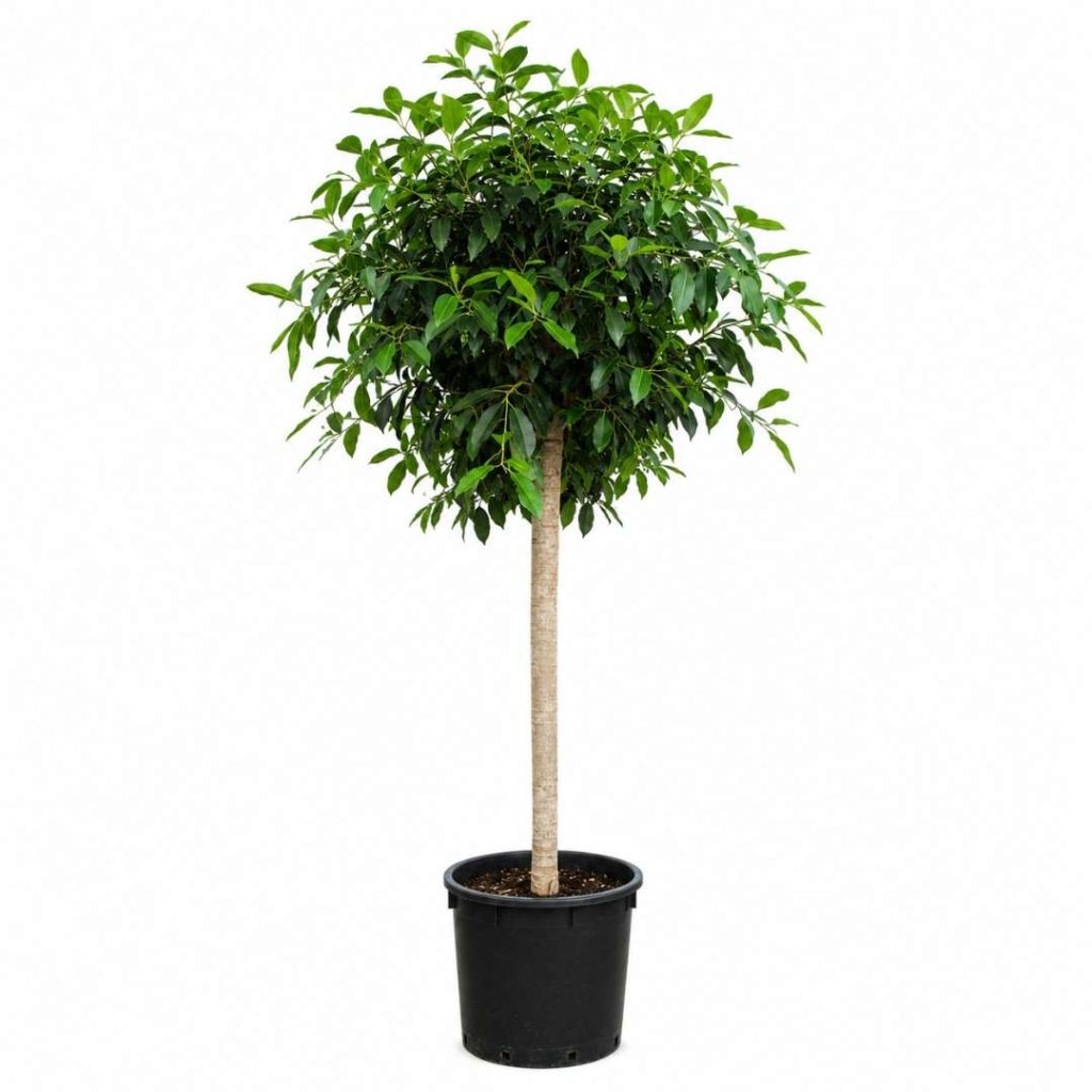 Ficus Bellingeri