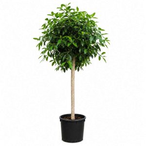 Ficus Bellingeri